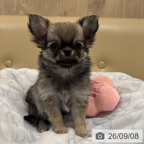 大阪府のチワワ(ロング) (ペットプラス イオン大日店/2026年6月30日生まれ/男の子/セーブル)の子犬の3枚目の画像