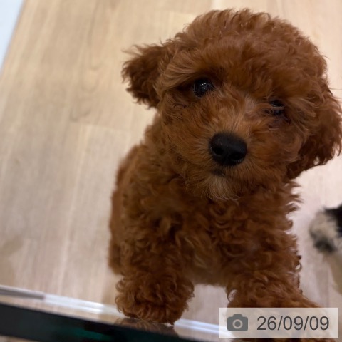 大阪府のトイプードル(トイ) (ペットプラス 堺北花田店/2026年7月3日生まれ/男の子/レッド)の子犬の4枚目の画像