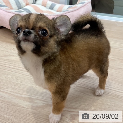 チワワの写真