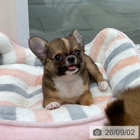 チワワの写真