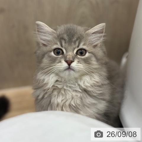 ラガマフィンの写真