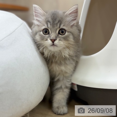 ラガマフィンの写真