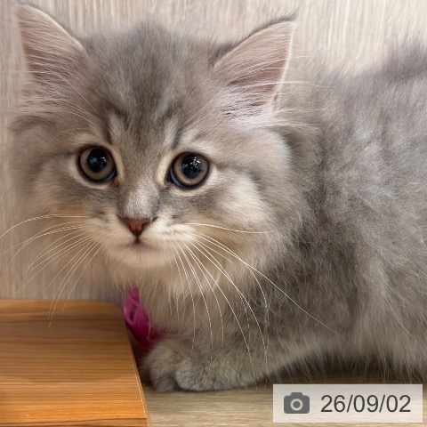 ラガマフィンの写真