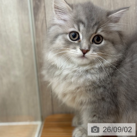ラガマフィンの写真