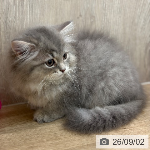 ラガマフィンの写真