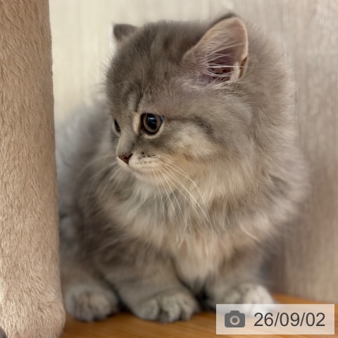 ラガマフィンの写真
