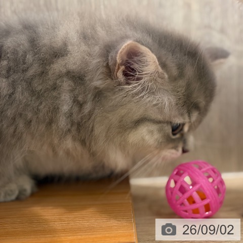 ラガマフィンの写真