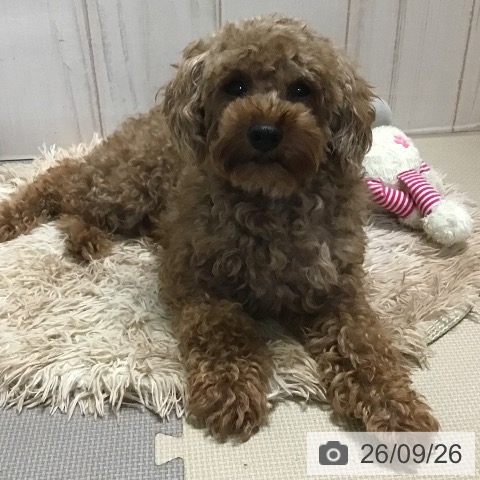 トイ・プードルの詳細情報 | PetPlus パートナードッグ&キャット