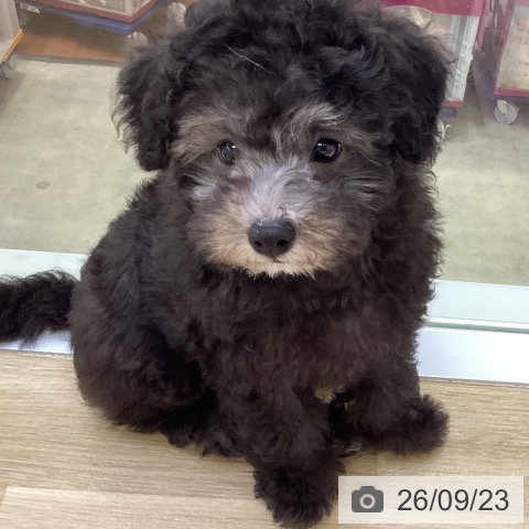 兵庫県のトイプードル(トイ) (ペットプラス 明石店/2026年7月5日生まれ/女の子/グレー)の子犬の4枚目の画像