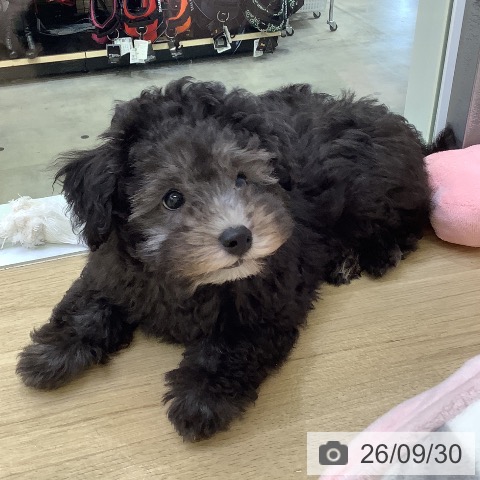 兵庫県のトイプードル(トイ) (ペットプラス 明石店/2026年7月5日生まれ/女の子/グレー)の子犬の4枚目の画像
