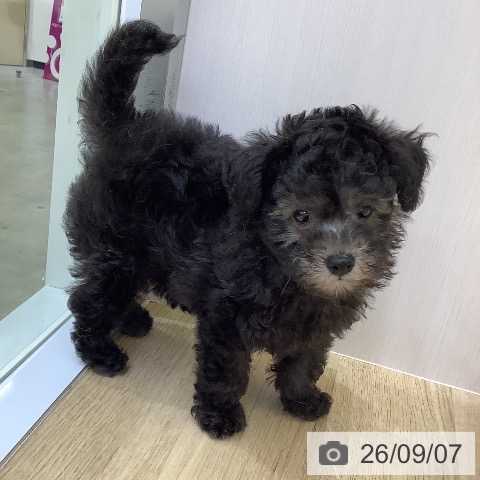 兵庫県のトイプードル(トイ) (ペットプラス 明石店/2026年7月5日生まれ/女の子/グレー)の子犬の4枚目の画像