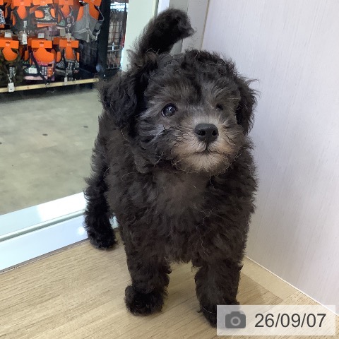 兵庫県のトイプードル(トイ) (ペットプラス 明石店/2026年7月5日生まれ/女の子/グレー)の子犬の3枚目の画像