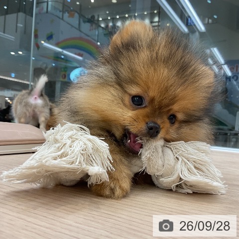ポメラニアンの写真