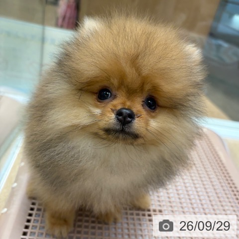ポメラニアンの写真