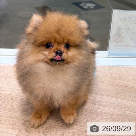 ポメラニアンの写真