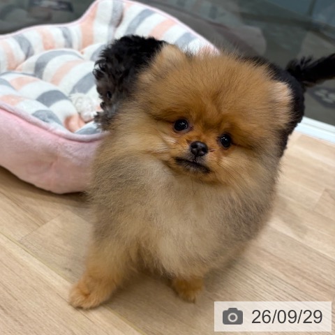 ポメラニアンの写真