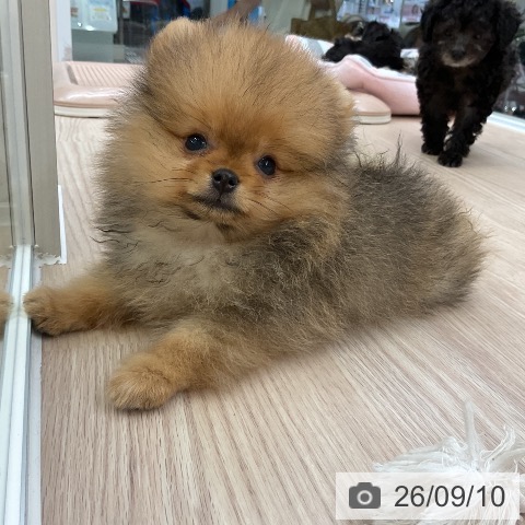 大阪府のポメラニアン (ペットプラス ららぽーと和泉店/2026年6月27日生まれ/男の子/オレンジ)の子犬の4枚目の画像
