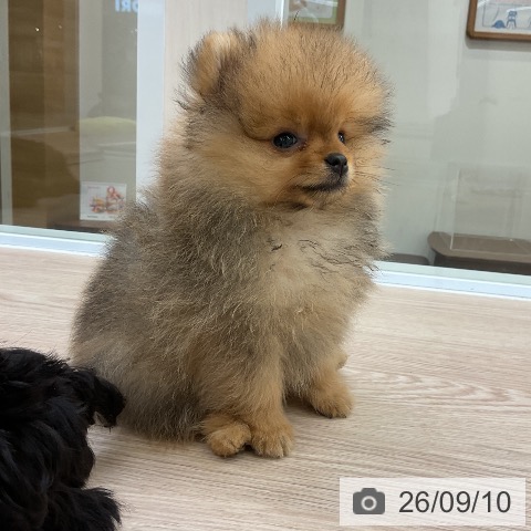 大阪府のポメラニアン (ペットプラス ららぽーと和泉店/2026年6月27日生まれ/男の子/オレンジ)の子犬の3枚目の画像