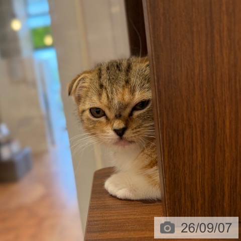スコティッシュフォールドの写真