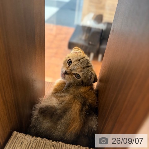スコティッシュフォールドの写真