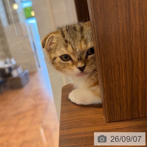 スコティッシュフォールドの写真