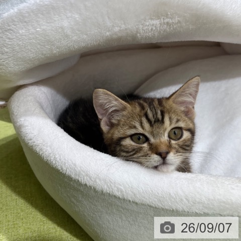 マンチカンの写真