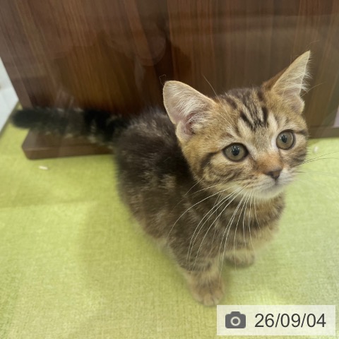 マンチカンの写真