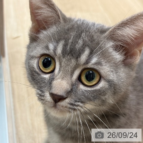 マンチカンの写真