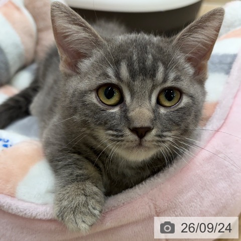 マンチカンの写真