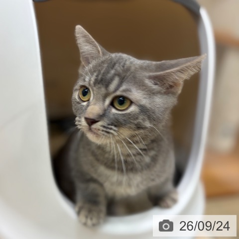 マンチカンの写真