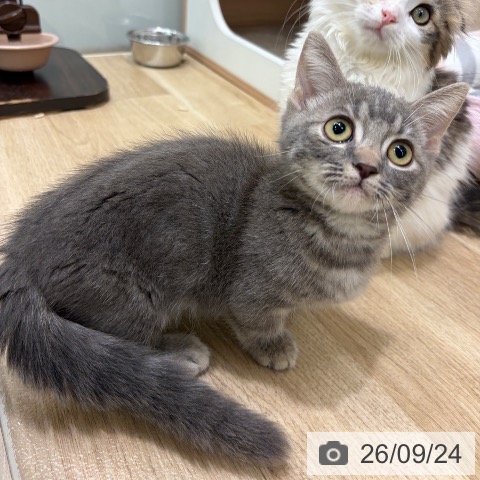 マンチカンの写真