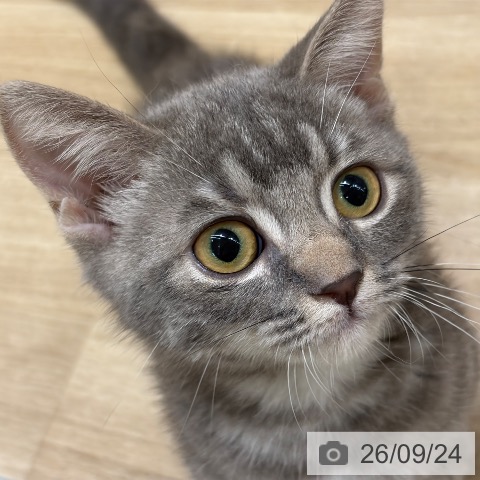 マンチカンの写真