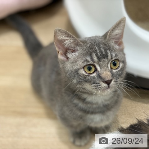 マンチカンの写真