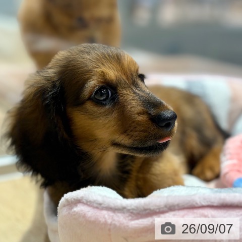 ミニチュア・ダックスフンドの写真