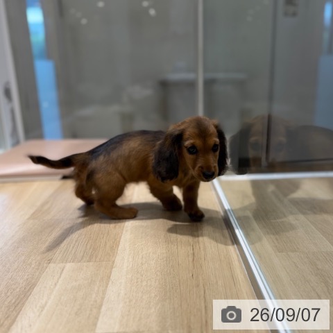 ミニチュア・ダックスフンドの写真