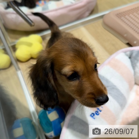 ミニチュア・ダックスフンドの写真