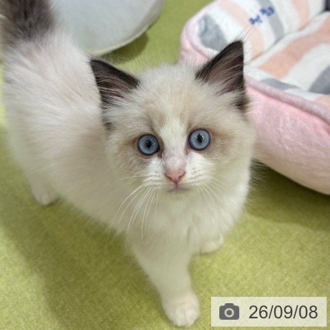 京都府のラグドール (ペットプラス 京都桂川店/2026年7月2日生まれ/女の子/シールポイントバイカラー)の子猫の4枚目の画像