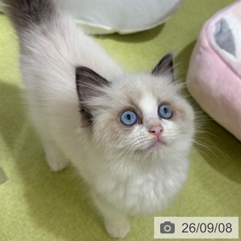 京都府のラグドール (ペットプラス 京都桂川店/2026年7月2日生まれ/女の子/シールポイントバイカラー)の子猫の3枚目の画像