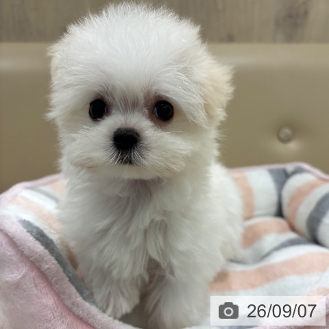 マルチーズの写真