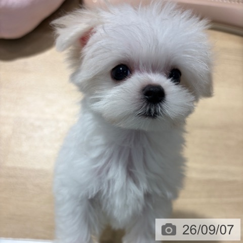 マルチーズの写真