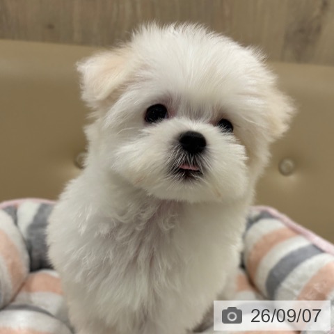 マルチーズの写真