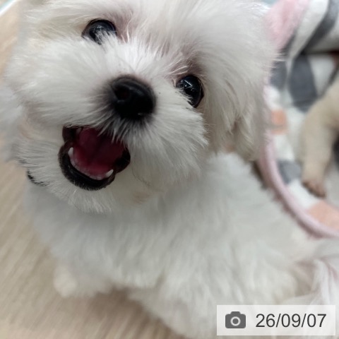 マルチーズの写真