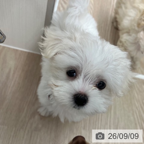 京都府のマルチーズ (ペットプラス 京都桂川店/2026年7月6日生まれ/女の子/ホワイト)の子犬の4枚目の画像