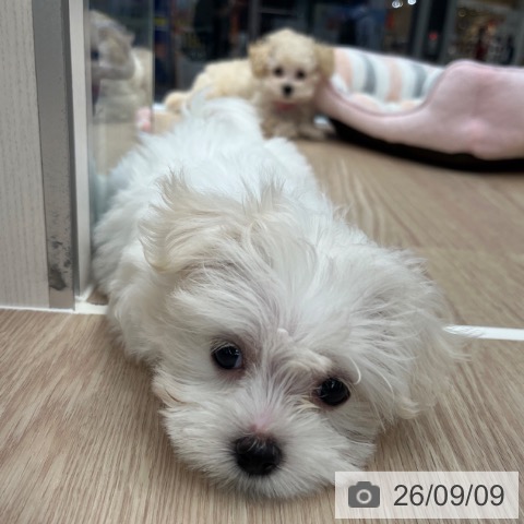 京都府のマルチーズ (ペットプラス 京都桂川店/2026年7月6日生まれ/女の子/ホワイト)の子犬の3枚目の画像