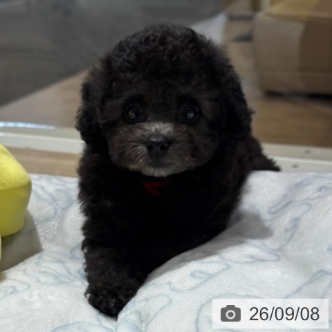 大阪府のトイプードル(トイ) (ペットプラス イオン大日店/2026年7月4日生まれ/女の子/グレー)の子犬の3枚目の画像