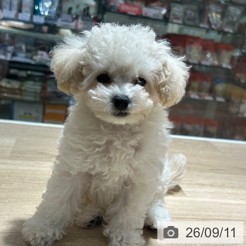 兵庫県のトイプードル(トイ) (ペットプラス 神戸三宮店/2026年7月4日生まれ/男の子/クリーム)の子犬の4枚目の画像