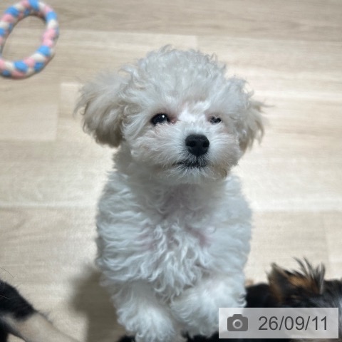 兵庫県のトイプードル(トイ) (ペットプラス 神戸三宮店/2026年7月4日生まれ/男の子/クリーム)の子犬の3枚目の画像