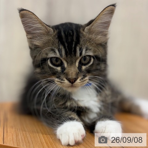 メインクーンの写真