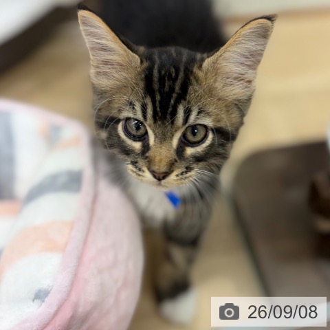 メインクーンの写真