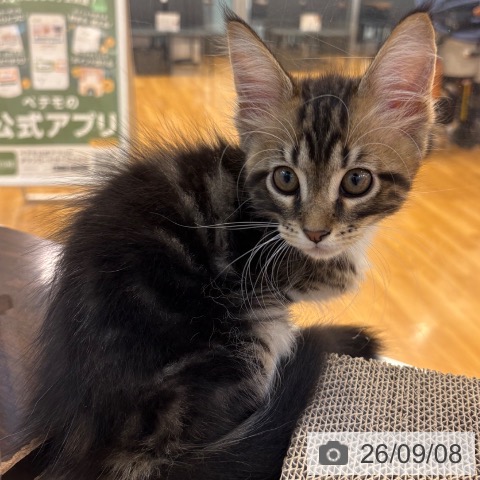 京都府のメインクーン (ペットプラス イオンモールKYOTO店/2026年7月2日生まれ/男の子/ブラウンタビーホワイト)の子猫の4枚目の画像